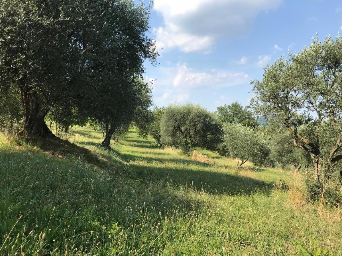 Casa Vacanze Agli Ulivi Baone Экстерьер фото